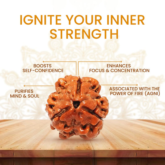 NATURAL 3 MUKHI RUDRAKSHA CERTIFIED - NEPAL