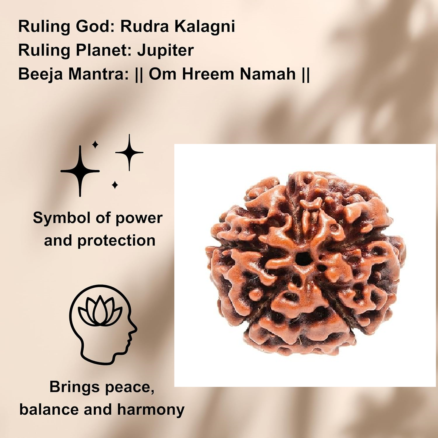 Nepal Origin 5 Mukhi Rudraksha - 20mm - 23mm