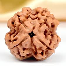 Nepal Origin 4 Mukhi Rudraksha - 18mm to 22mm