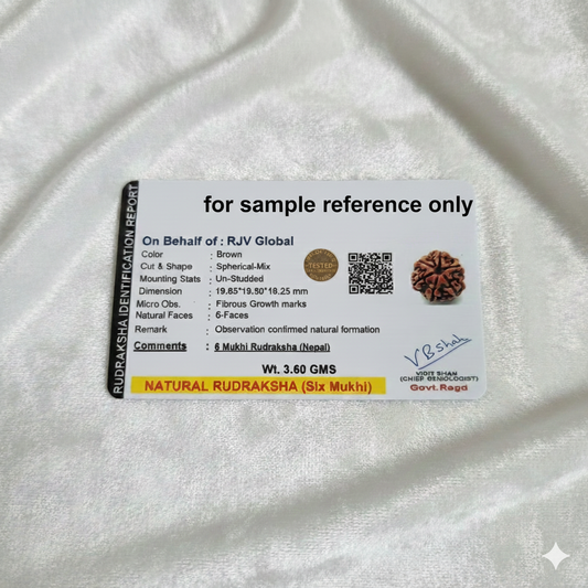 Nepal Origin 6 Mukhi (Six-Faced) Rudraksha 19 mm to 22mm