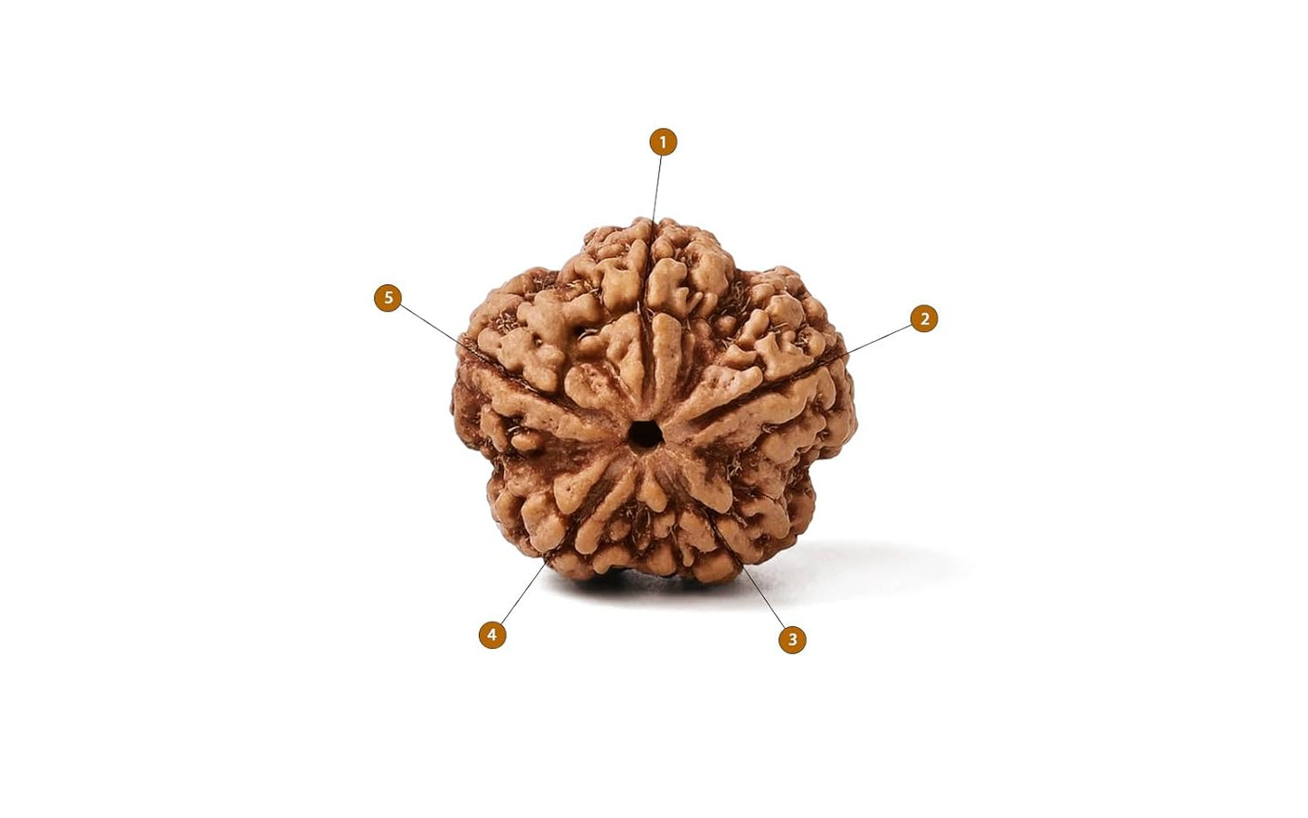 5 Mukhi Rudraksha -Nepal Origin
