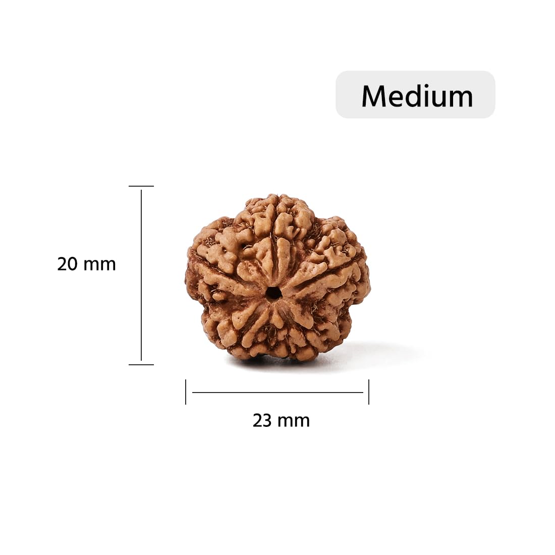 5 Mukhi Rudraksha -Nepal Origin