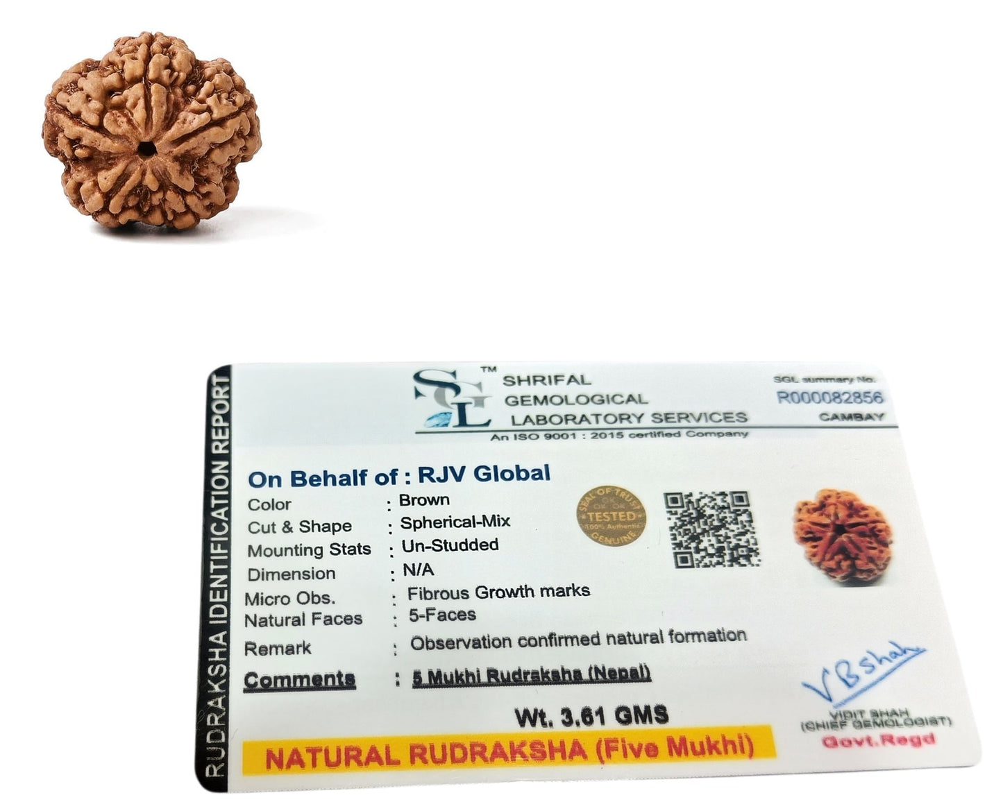 5 Mukhi Rudraksha -Nepal Origin