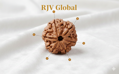 Nepal Origin 6 Mukhi (Six-Faced) Rudraksha 19 mm to 22mm