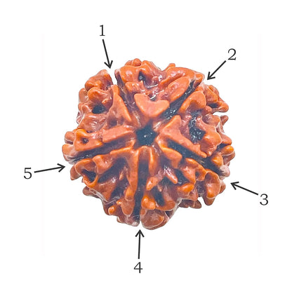 Nepal Origin 5 Mukhi Rudraksha - 20mm - 23mm