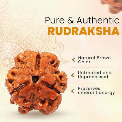 NATURAL 3 MUKHI RUDRAKSHA CERTIFIED - NEPAL