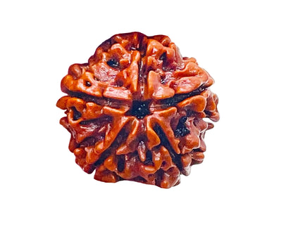 Nepal Origin 5 Mukhi Rudraksha - 20mm - 23mm