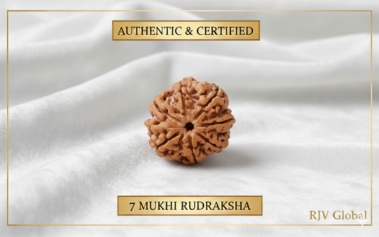 Nepal Origin 7 Mukhi Rudraksha - 18mm - 22mm