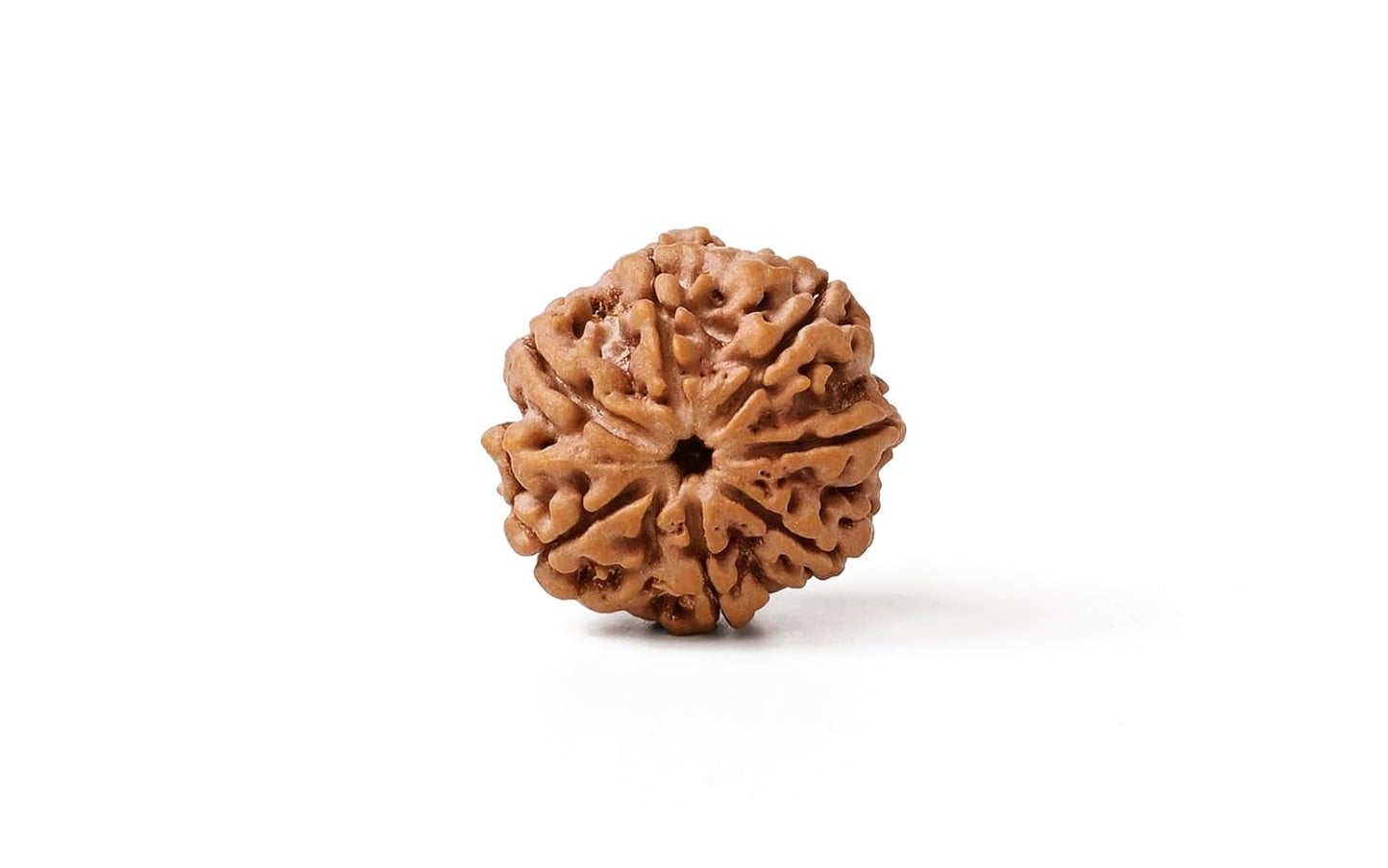 Nepal Origin 7 Mukhi Rudraksha - 18mm - 22mm