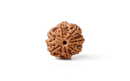 Nepal Origin 7 Mukhi Rudraksha - 18mm - 22mm