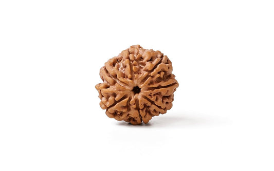 Nepal Origin 7 Mukhi Rudraksha - 18mm - 22mm