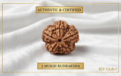 5 Mukhi Rudraksha -Nepal Origin