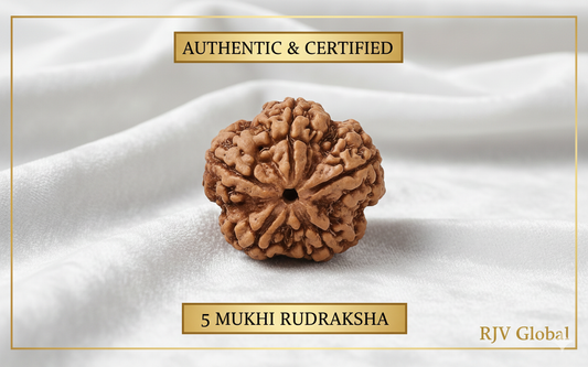 5 Mukhi Rudraksha -Nepal Origin