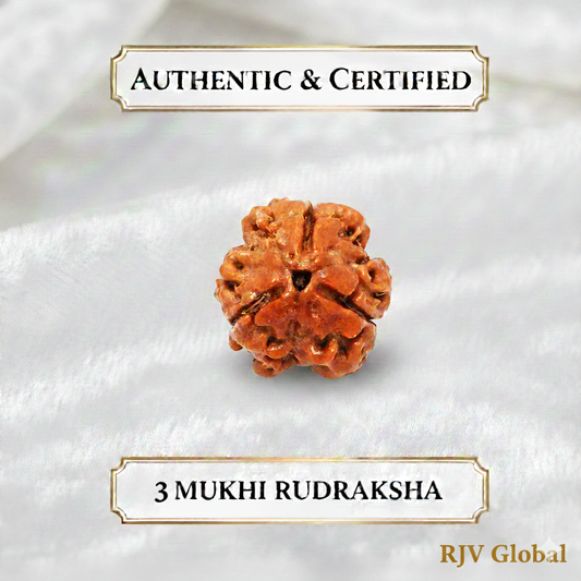 NATURAL 3 MUKHI RUDRAKSHA CERTIFIED - NEPAL