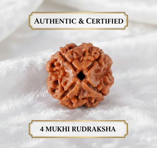 Nepal Origin 4 Mukhi Rudraksha - 18mm to 22mm