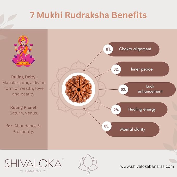 Nepal Origin 7 Mukhi Rudraksha - 18mm - 22mm